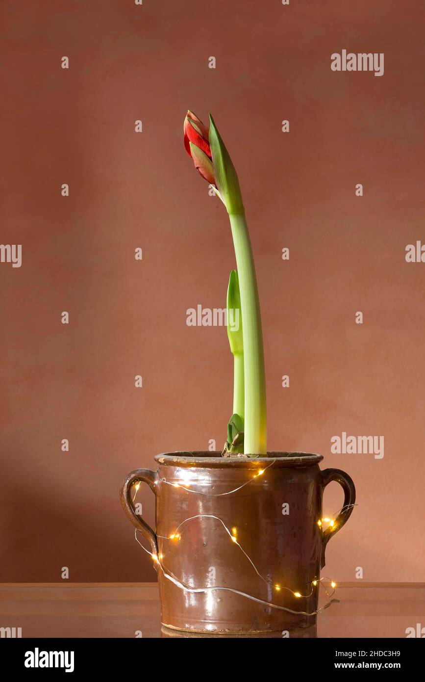 Blühendes Hippeastrum im Topf, Studioaufnahme, Bayern, Deutschland, Europa Stockfoto