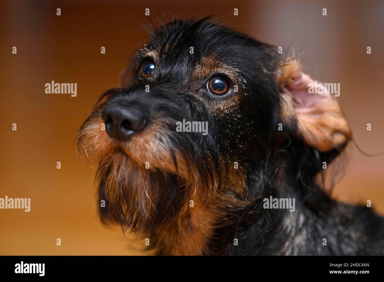 Drahthaar-Dackel (Canis lupus familiaris) Welpe, männlich, 9 Monate, Ohr nach unten gedreht, Tierportrait, Baden-Württemberg, Deutschland Stockfoto