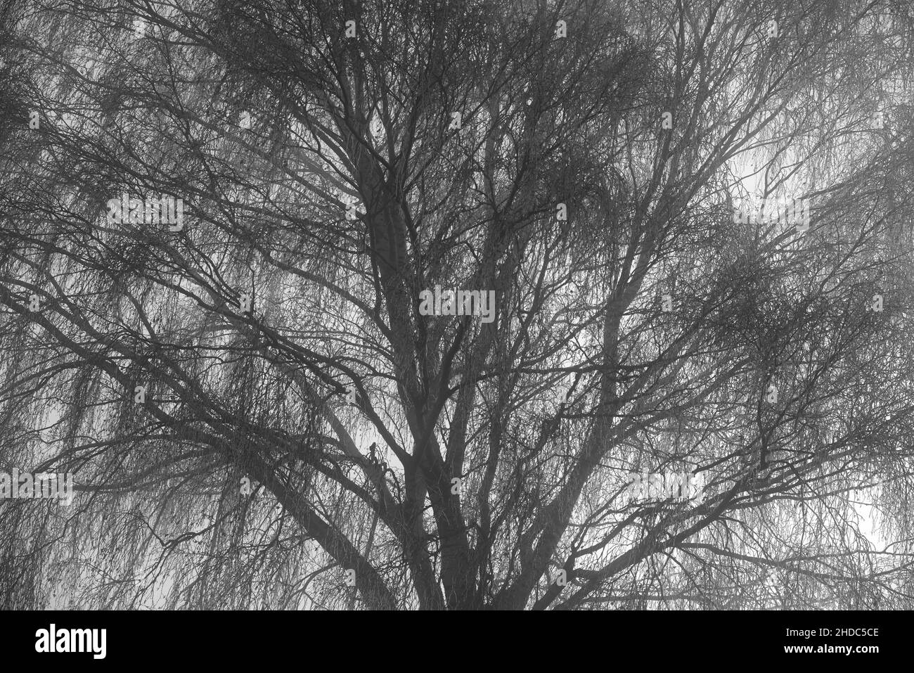 Birke (Betula), Baumkrone mit Reif und Nebel, Nordrhein-Westfalen, Deutschland Stockfoto
