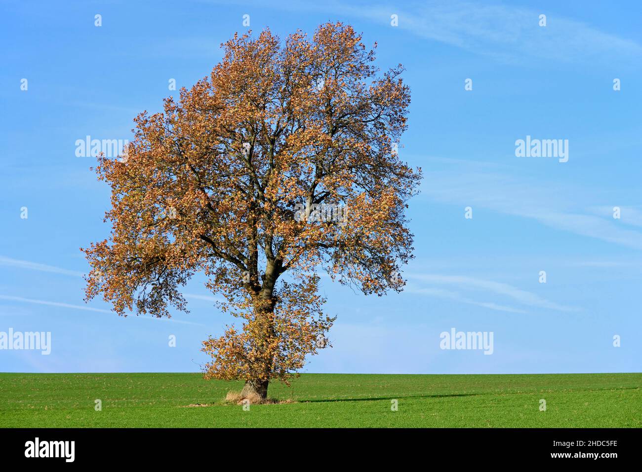 Laubbaum, Eiche (Quercus), alter Feldbaum mit Herbstblättern, blauer Himmel, Nordrhein-Westfalen, Deutschland Stockfoto