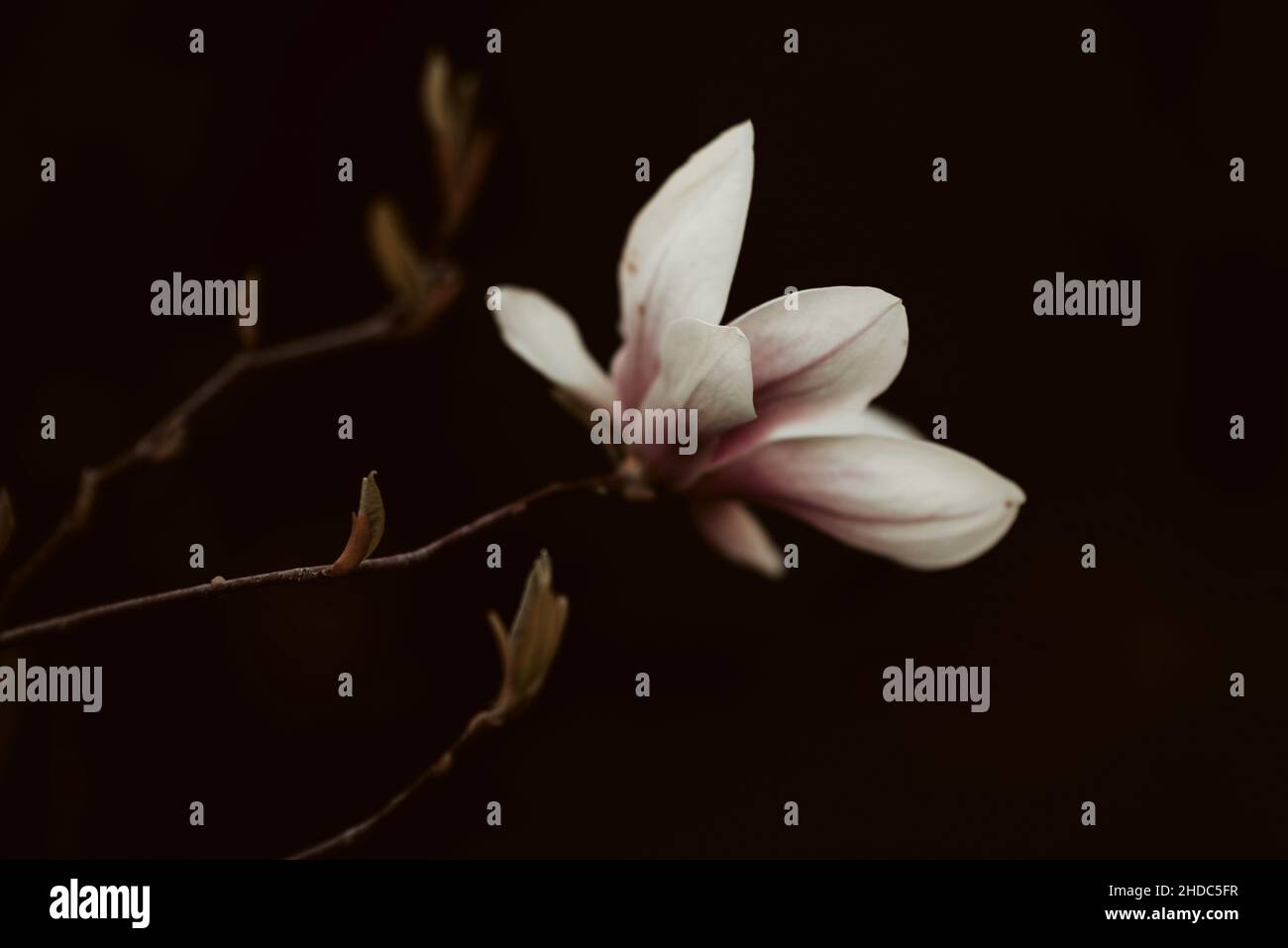 Eine selektive Fokusaufnahme einer blühenden Magnolie Stockfoto