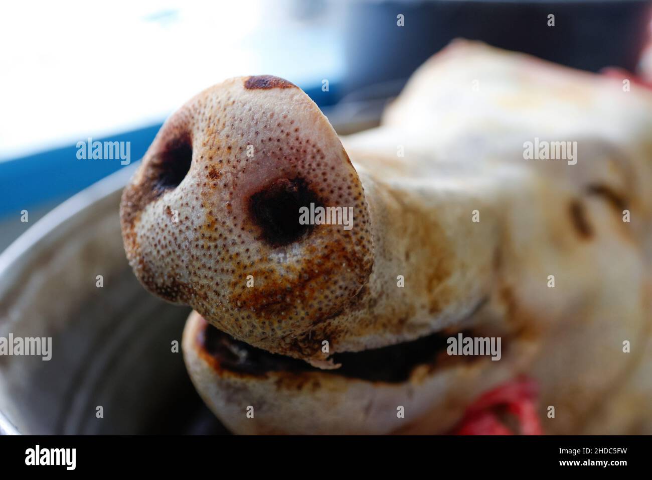 Nahaufnahme Schweine Nase. Gehackter Schweinekopf in Aluminiumplatte. Schweinefleisch Konzept Nahaufnahme. Schweinekopf abgehackt. Keine Personen. Farmer-Konzept. Tiermissbrauch. P Stockfoto