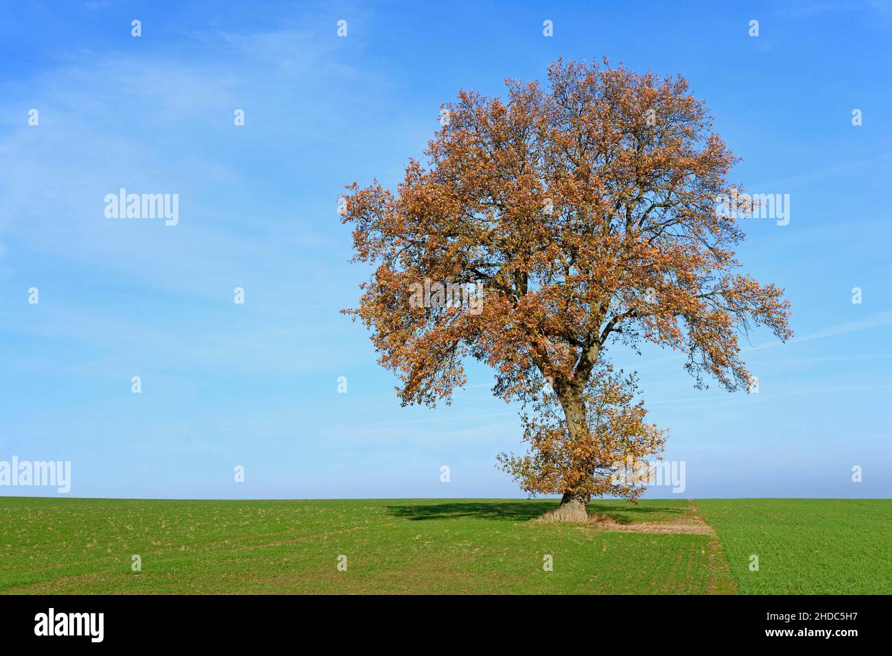 Laubbaum, Eiche (Quercus), alter Feldbaum mit Herbstblättern, blauer Himmel, Nordrhein-Westfalen, Deutschland Stockfoto