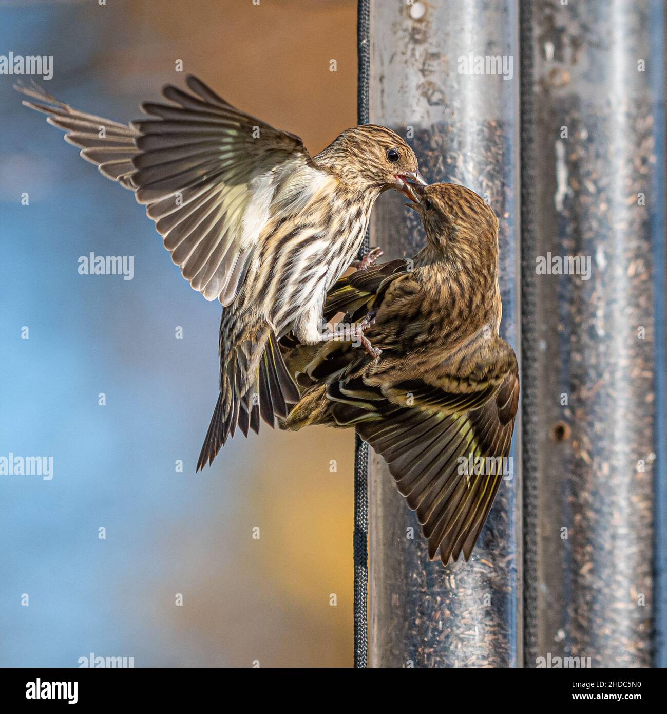 Vertikale Nahaufnahme von zwei Kiefernsiskins. Spinus pinus. Stockfoto