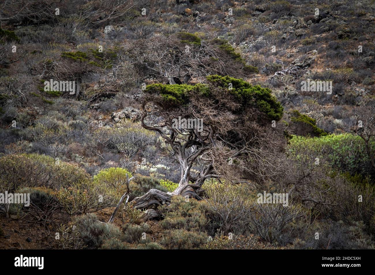 Wacholderbaum, El Sabinar, El Hierro, Kanarische Inseln, Spanien, Europa Stockfoto