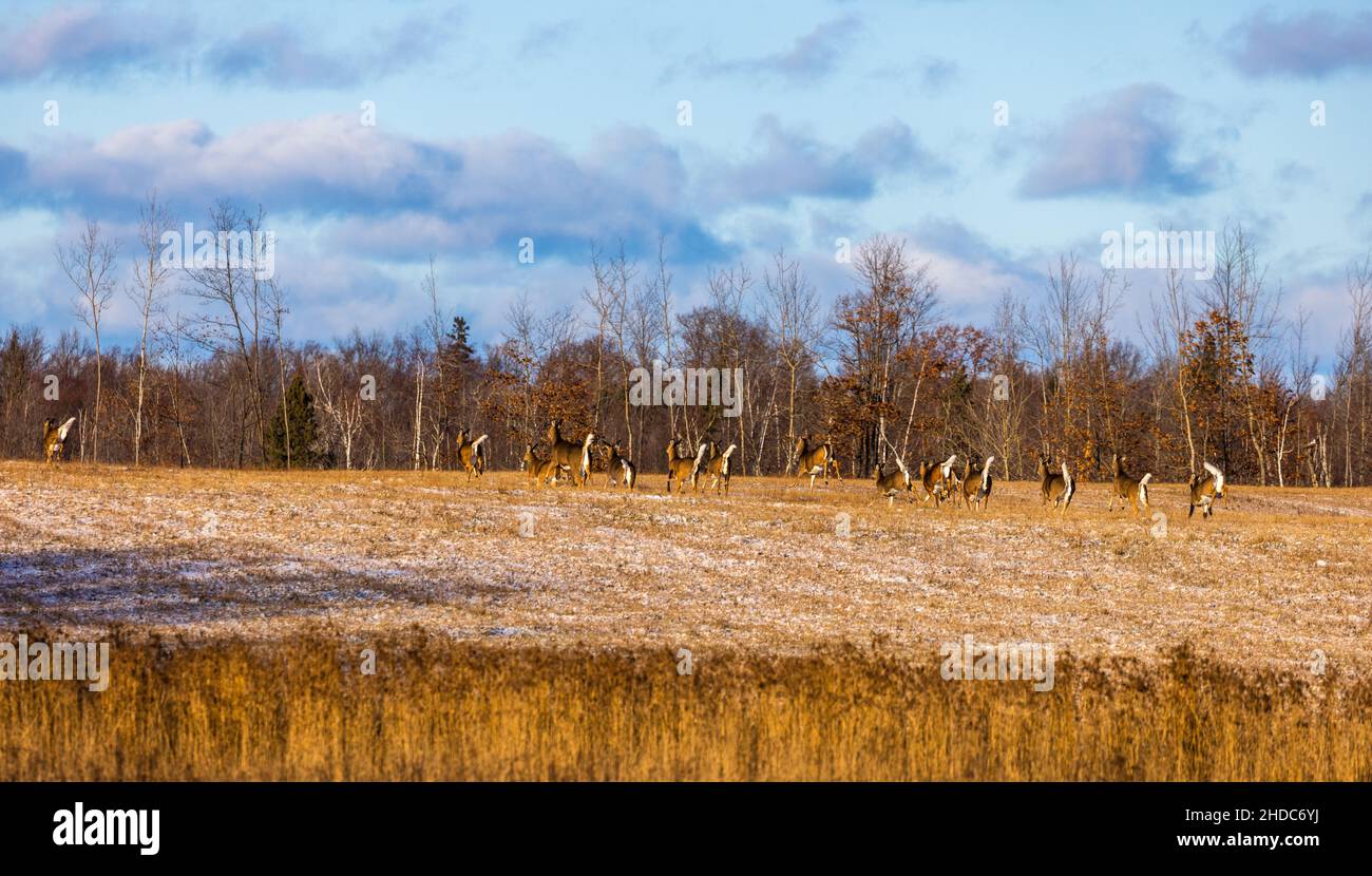 Weißschwanzhirsche, die im Norden von Wisconsin zur Deckung laufen. Stockfoto
