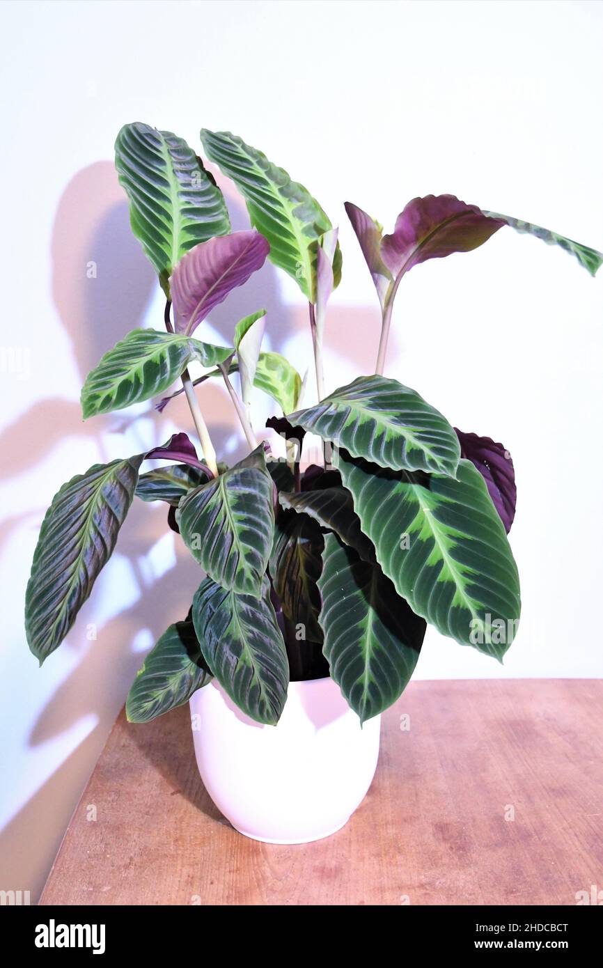 Dschungelsamt calathea (Goeppertia warscewiczii) Hauspflanze in einem weißen Topf, isoliert auf einem hellen Hintergrund und Holztisch. Volle Pflanze im Porträt. Stockfoto