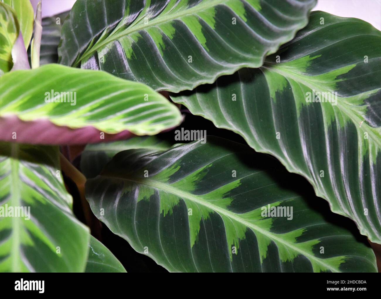Dschungelsamt calathea (Goeppertia warscewiczii) Hauspflanze. Nahaufnahme zweifarbiger Blätter mit lila Unterseiten. Stockfoto