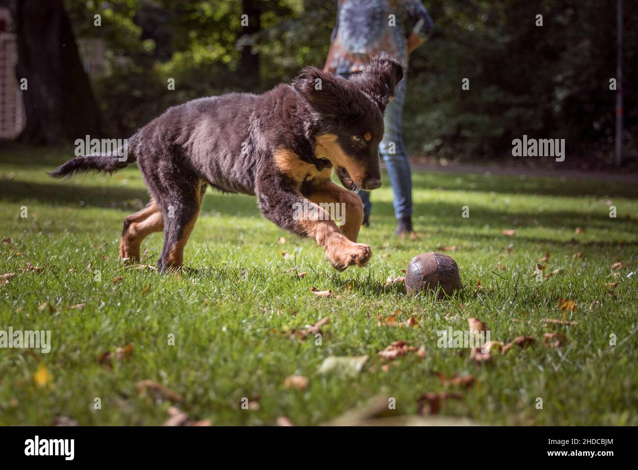 Hovawart auf der grünen Wiese mit fliegenden Ohren spielt mit seinem Ball. Junger Hund mit dunkelbraunem flauschigen Fell mit hellbraunen Flecken und langem Schwanz. Hochformat Stockfoto