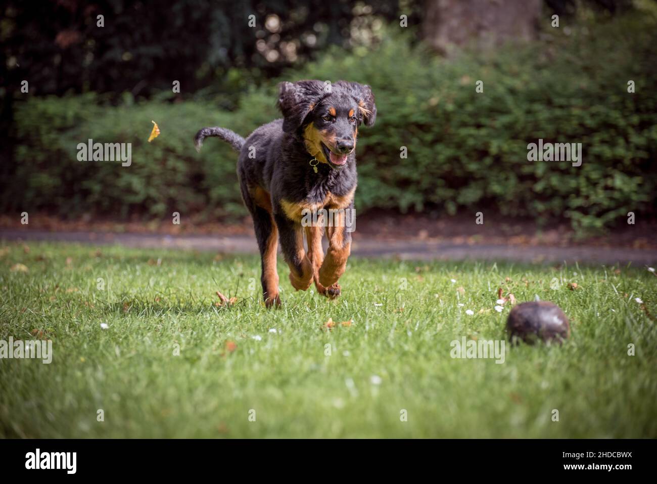 Hovawart auf der grünen Wiese mit fliegenden Ohren spielt mit seinem Ball. Junger Hund mit dunkelbraunem flauschigen Fell mit hellbraunen Flecken und langem Schwanz. Hochformat Stockfoto