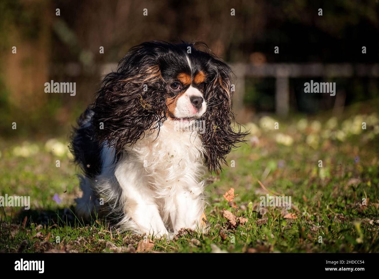 Cavalier King Charles Spaniel reinrassig spielt im Garten auf der grünen Wiese. Drei farbige kleine Hunde mit Floppy-Ohren, die beim Laufen herumfliegen. Stockfoto