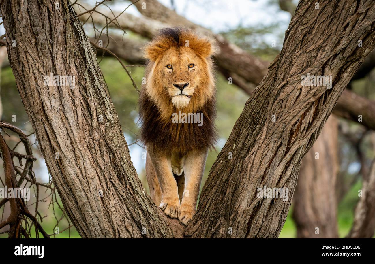 König des Dschungels starrt von Baum Stockfoto