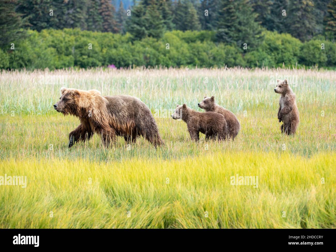 Bärenjungen stehen auf Hinterbeinen im grünen Gras am Lake Clark Alaska Stockfoto