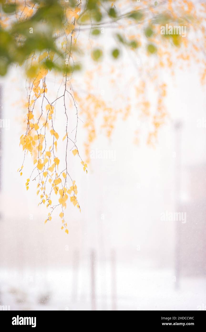 Birkenzweig mit gelben Herbstblättern bei Schneefall. Selektiver Fokus und geringe Schärfentiefe. Stockfoto