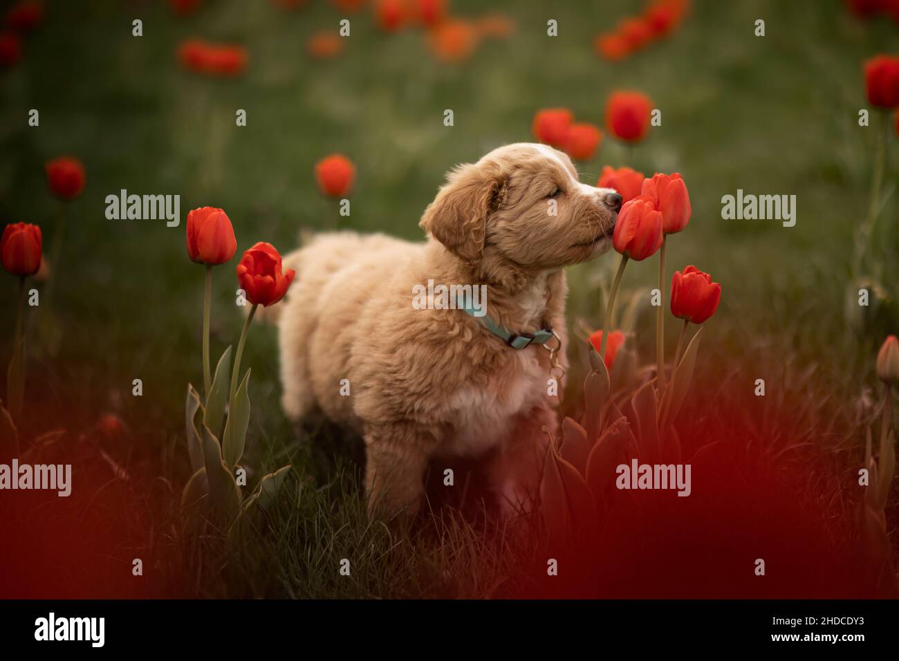 Ein Welpe in einem Blumenfeld Stockfoto