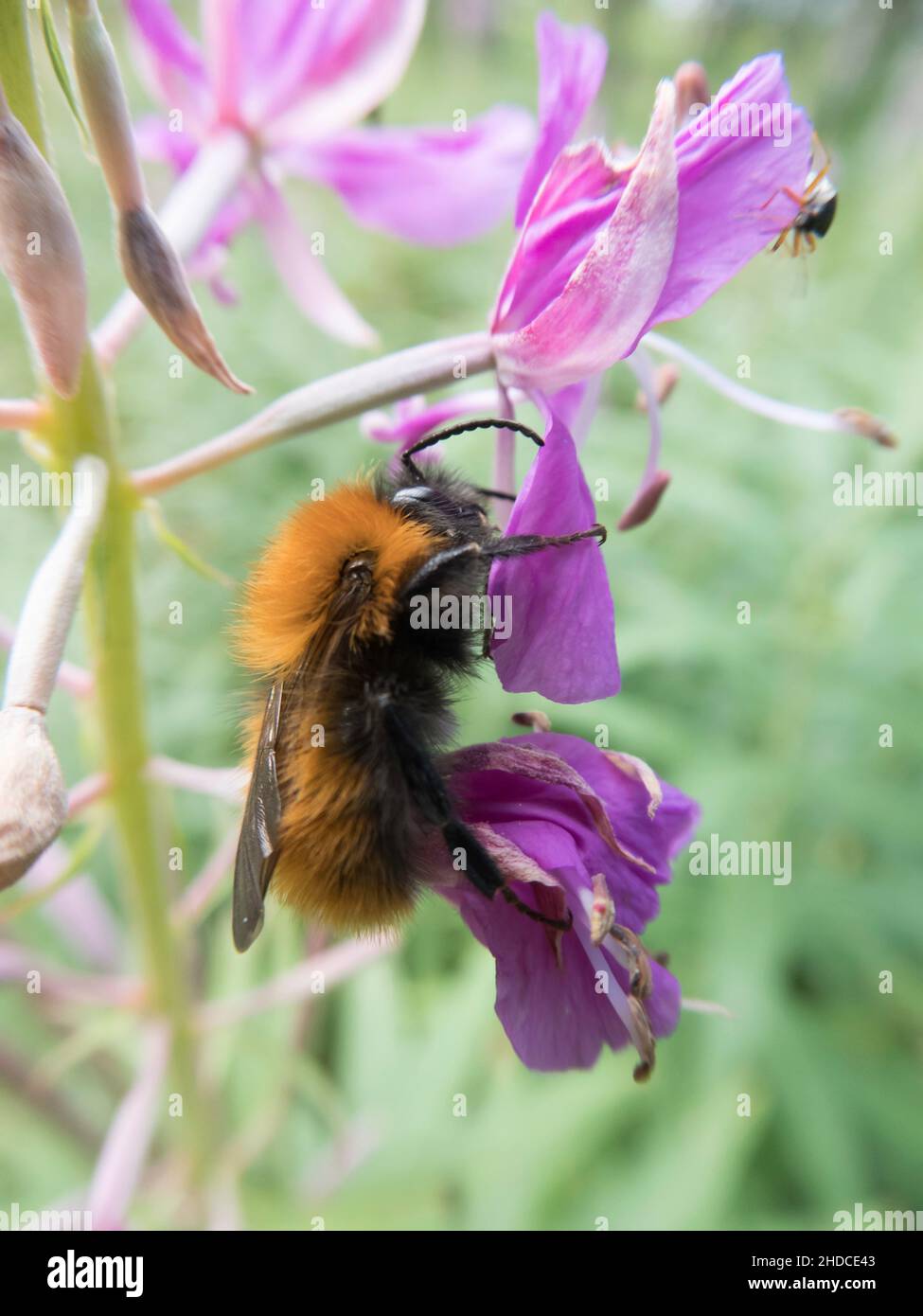 Hummel auf Weidenröschen, Bombus sp., Epilobium sp. / Bumble Bee on Willow Herb, Bombus sp., Epilobium sp. Stockfoto