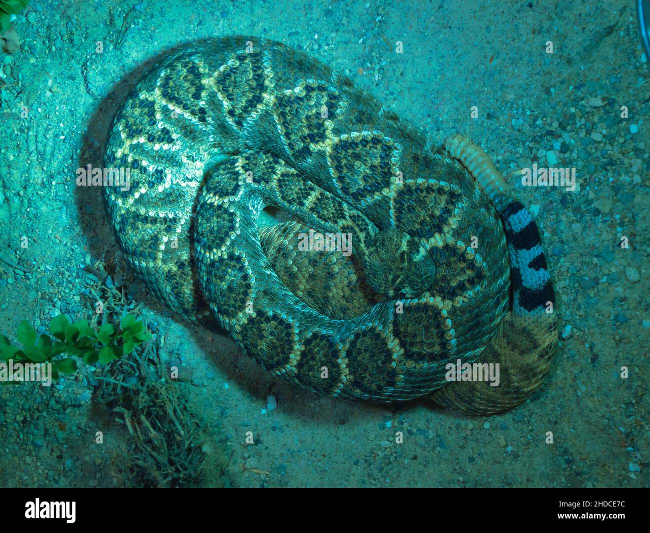 Zusammengerollte Texas-Klapperschlange, Crotalus atrox / Rolled Western-Diamond-back Rassel Snake, Crotalus atrox Stockfoto