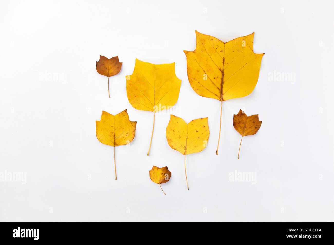 Goldene Ahorn Herbstblätter auf weißem Hintergrund. Flach liegend, Draufsicht minimal neutral geblümt. Elegante Dekoration der Saison. Stockfoto