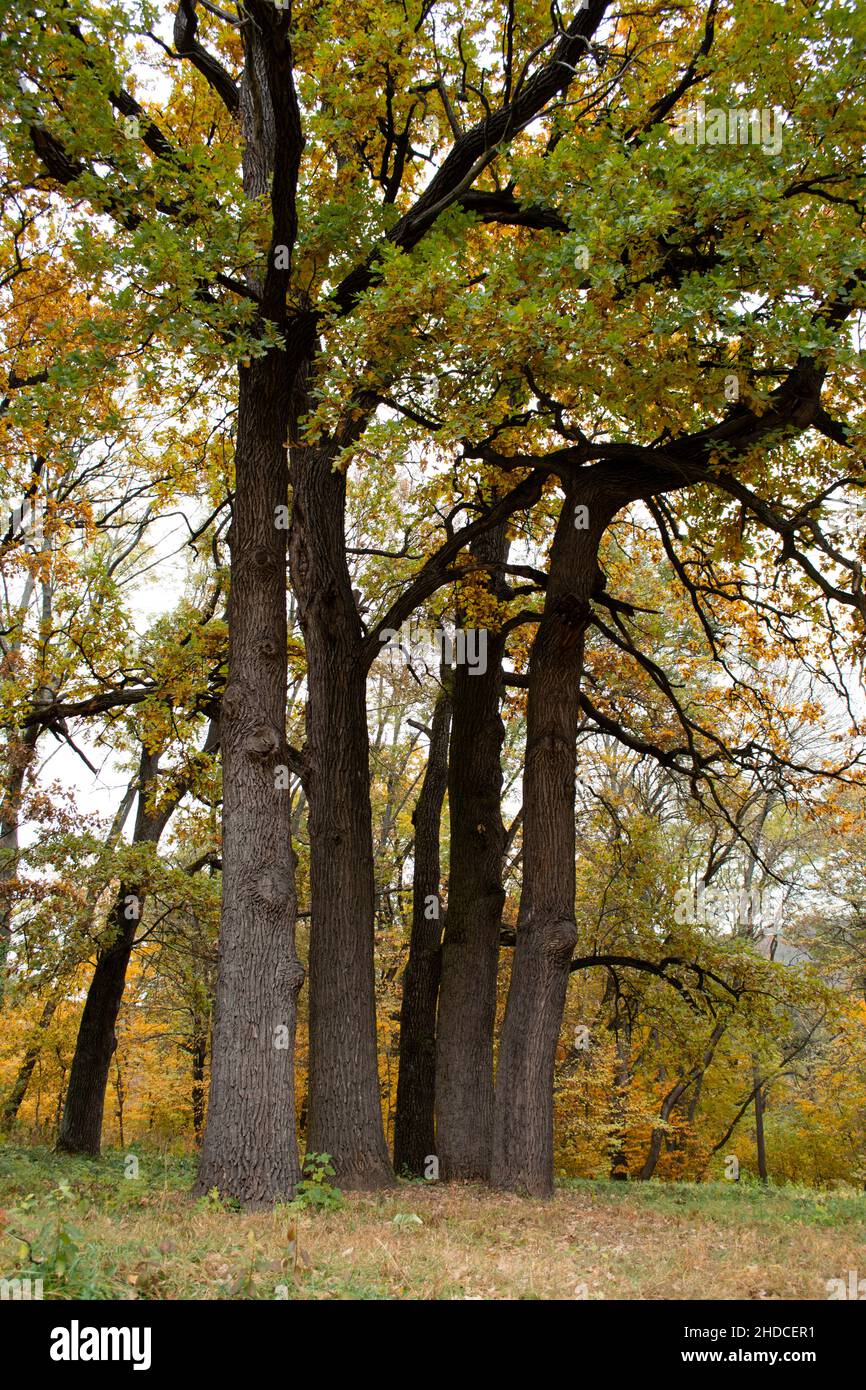 Große Bäume mit gelben Blättern in einem Park an einem Herbsttag Stockfoto