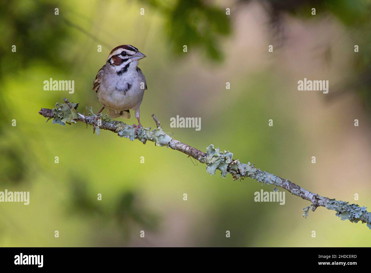 Lerche Sparrow; Chondestes grammacus; Sommer; Block Creek Natural Area; Texas; Hill Country Stockfoto