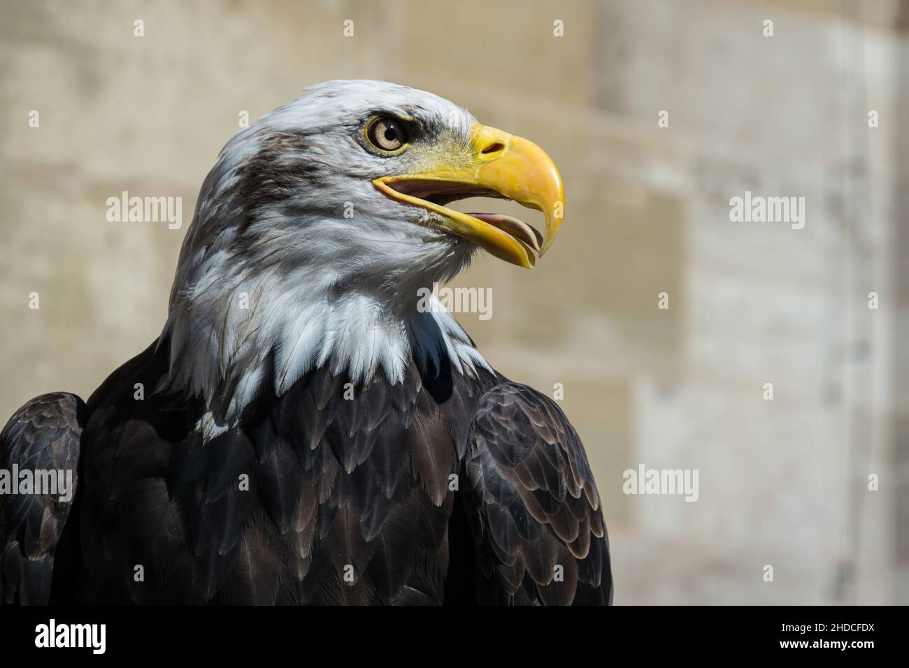 Der Weißkopfseeadler ist ein großer Greifvogel aus der Familie der Accipitridae. Stockfoto