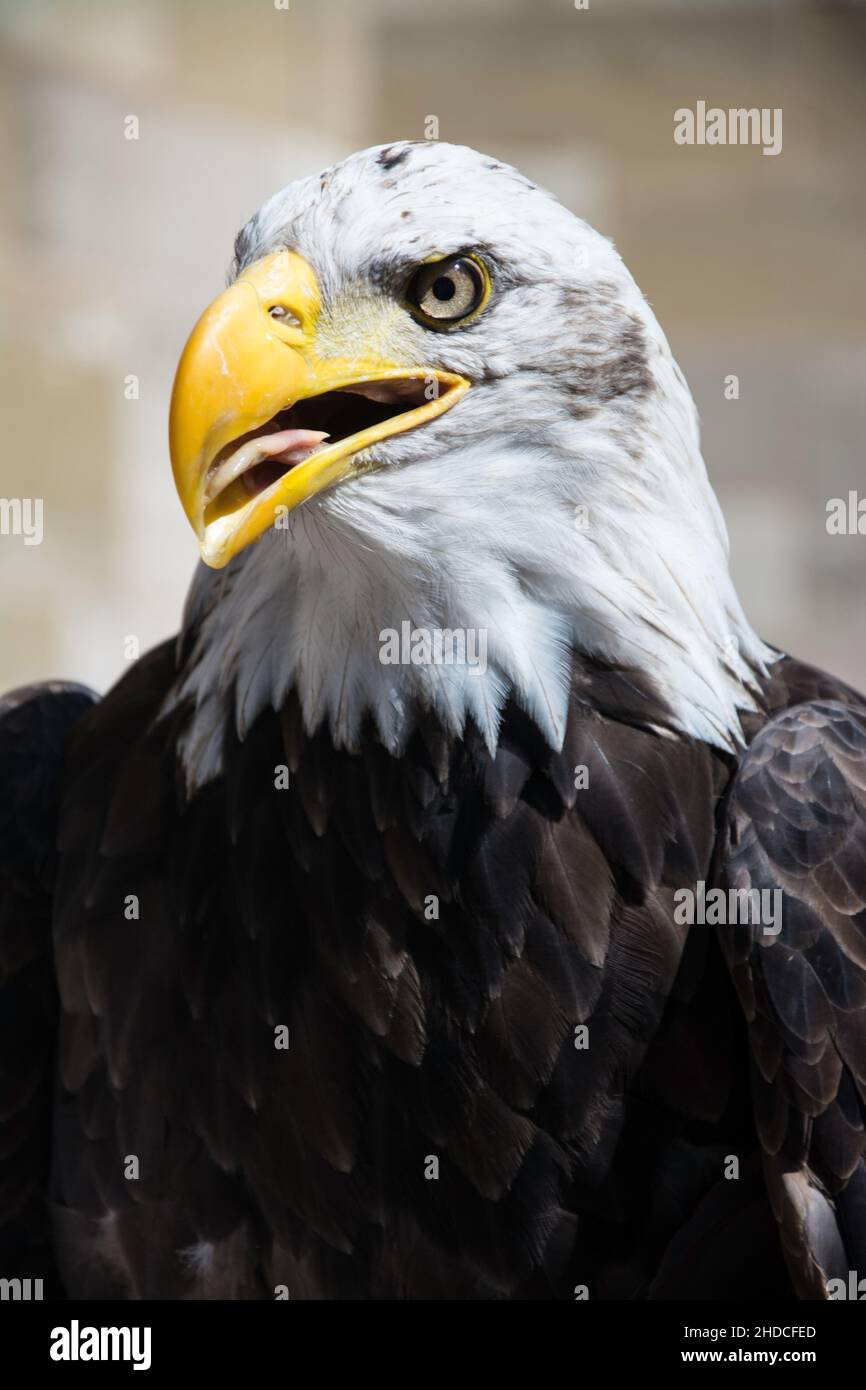 Der Weißkopfseeadler ist ein großer Greifvogel aus der Familie der Accipitridae. Stockfoto