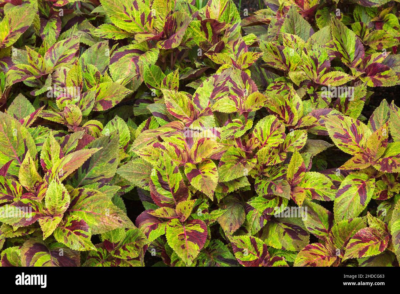 Grün und lila gefärbter Solenostemon - Coleus Blätter. Stockfoto