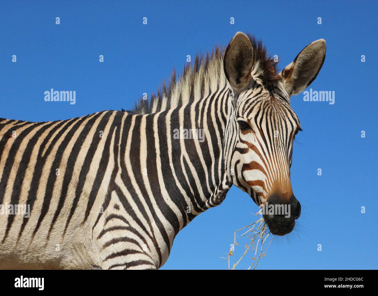 Afrika, Südafrika, Tiere, Tiere, Hartmann Zebra, (Equus Zebra hartmannae, Bergzebra, Portrait, Stockfoto