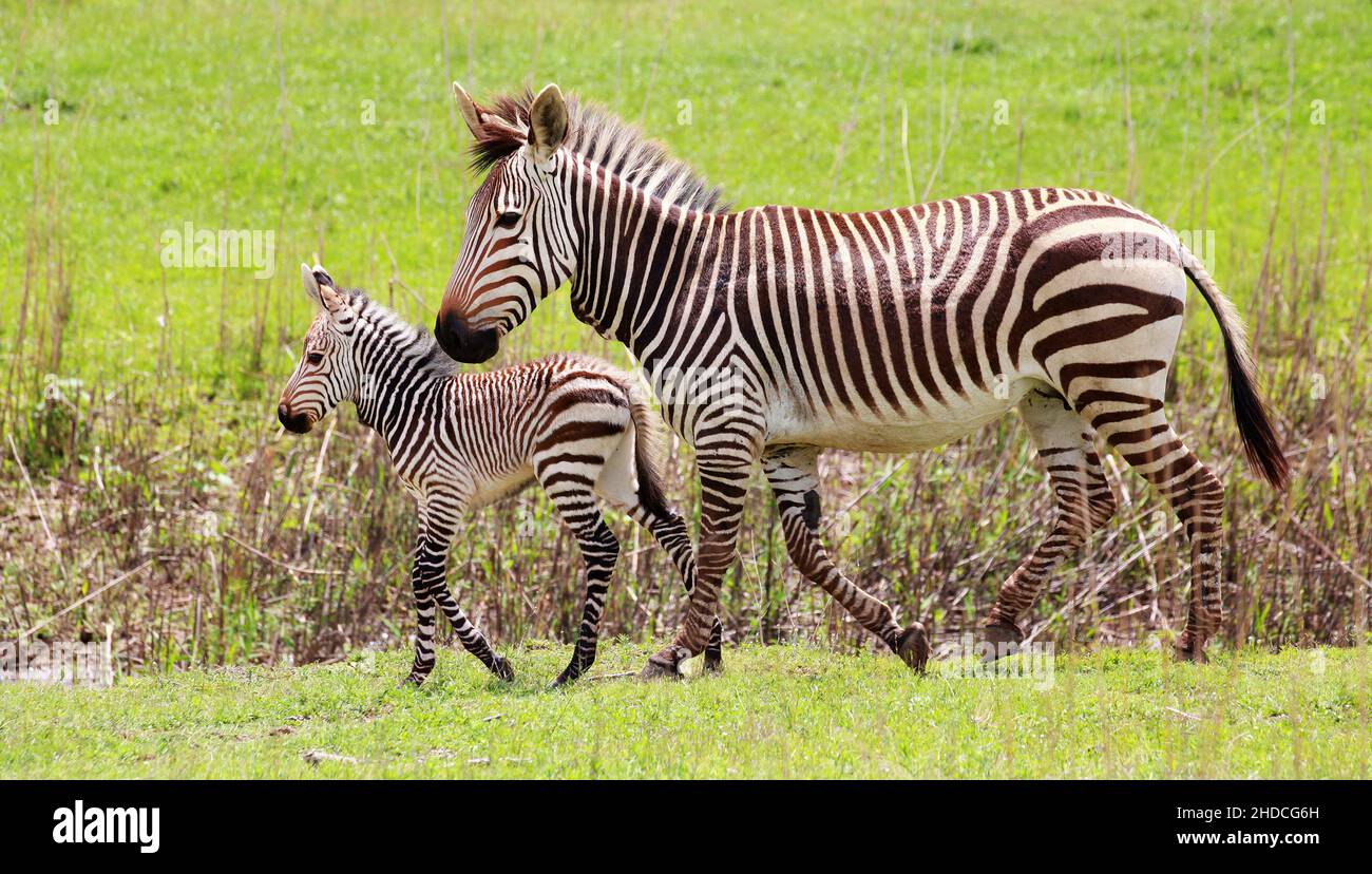 Afrika, Südafrika, Tiere, Tiere, Hartmann Zebra, (Equus Zebra hartmannae, Bergzebra, zwei, Stute und Fohlen, Stockfoto