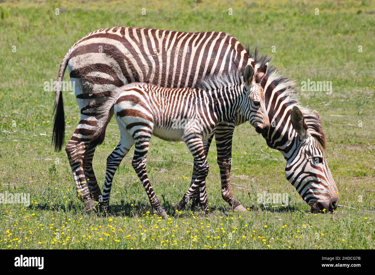 Afrika, Südafrika, Tiere, Tiere, Hartmann Zebra, (Equus Zebra hartmannae, Bergzebra, zwei, Stute und Fohlen, Stockfoto