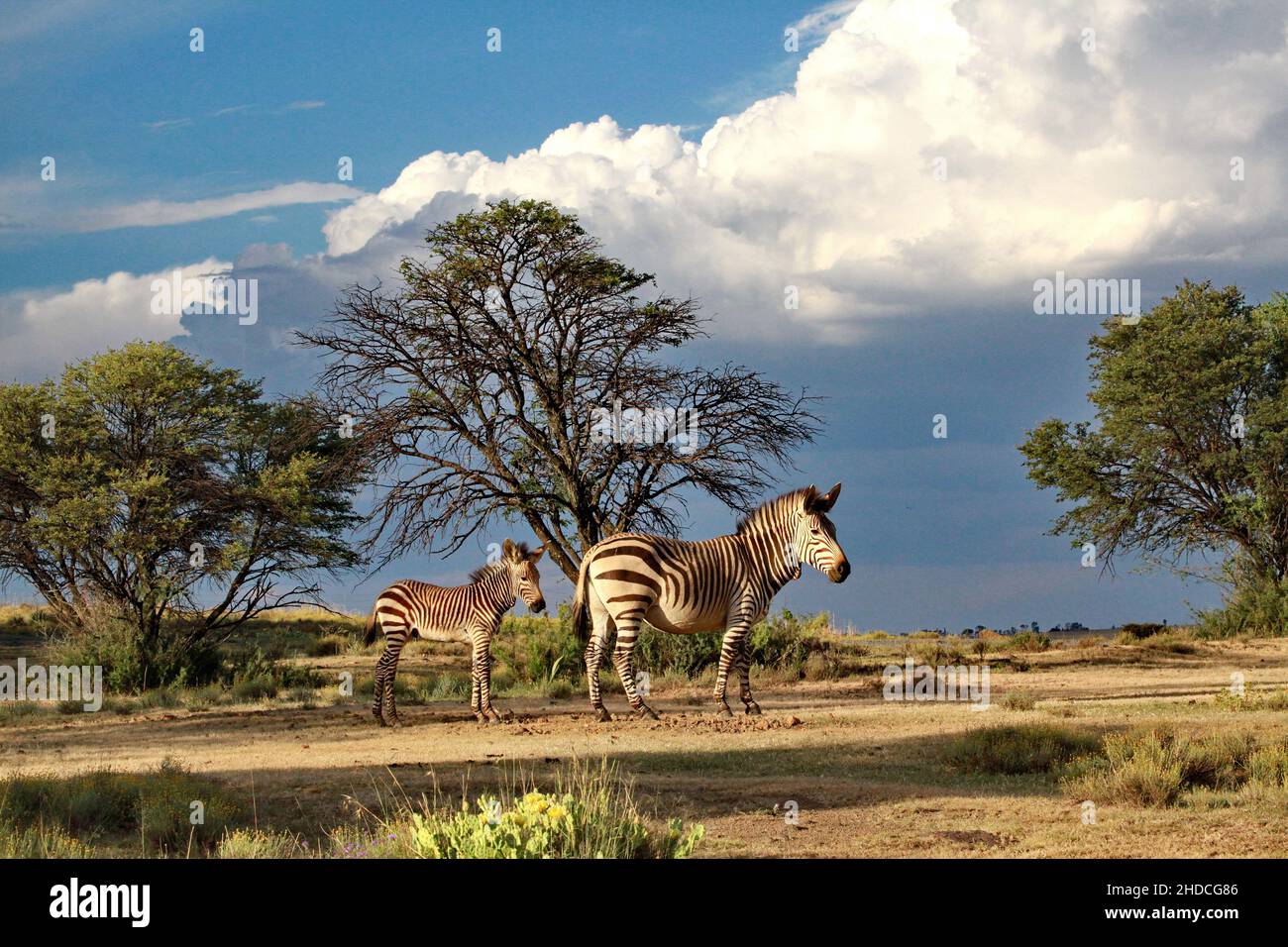Afrika, Südafrika, Tiere, Tiere, Hartmann Zebra, (Equus Zebra hartmannae, Bergzebra, zwei, Stute und Fohlen, Stockfoto
