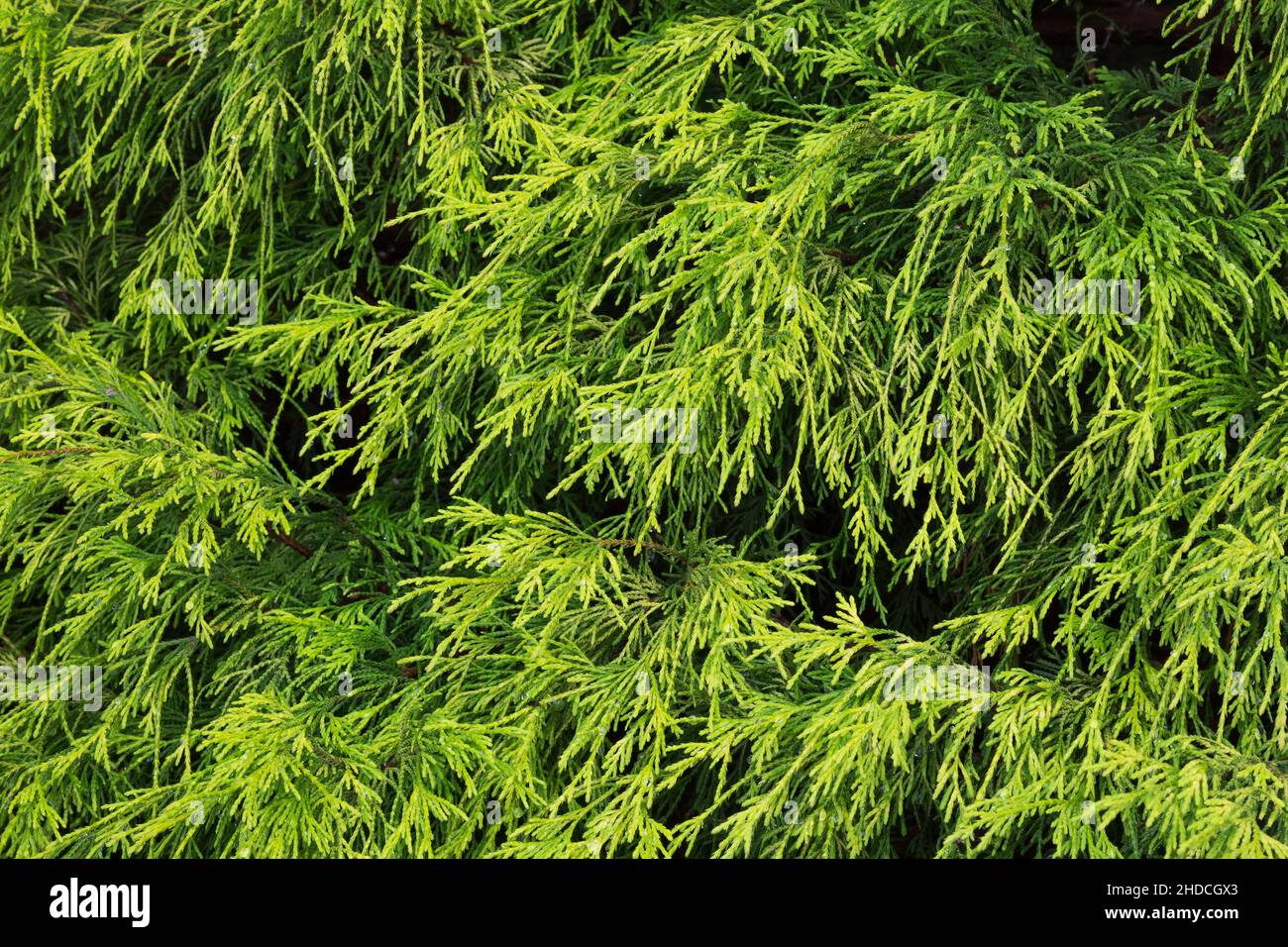 Chamaecyparis pisifera 'filifera' - Falscher Zypressenbaum. Stockfoto