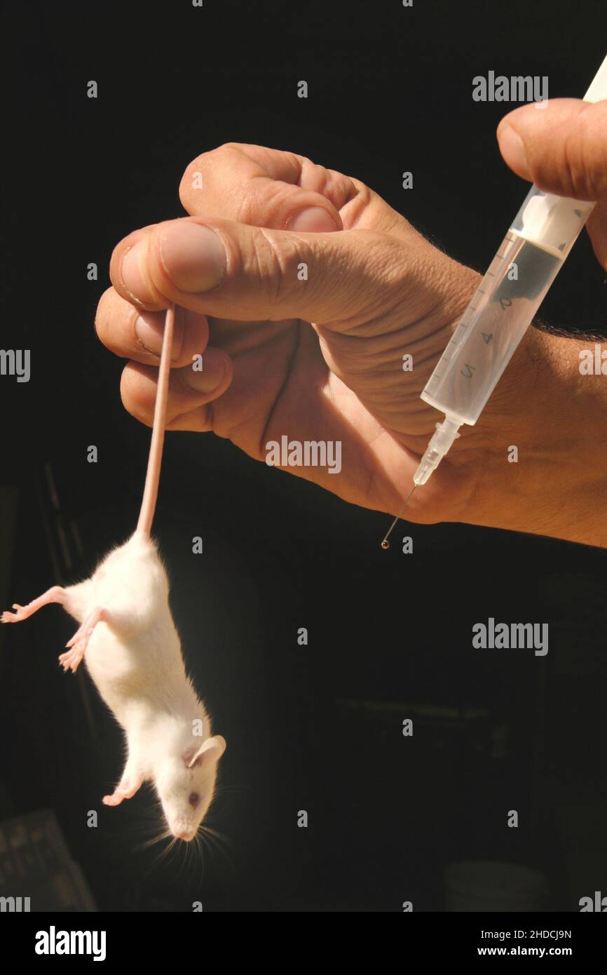 Tierversuche, bekommt eine Spritze, Maus (Mus musculus), Stockfoto