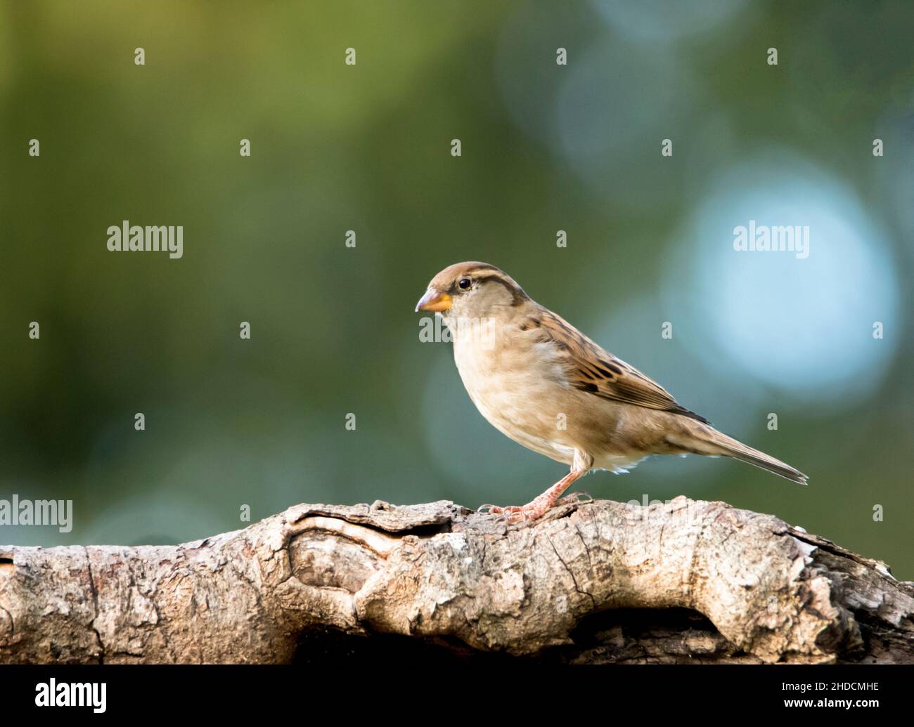 House Sparrow, Passer domesticus, thront über einem britischen Garten, Winter 2021 Stockfoto