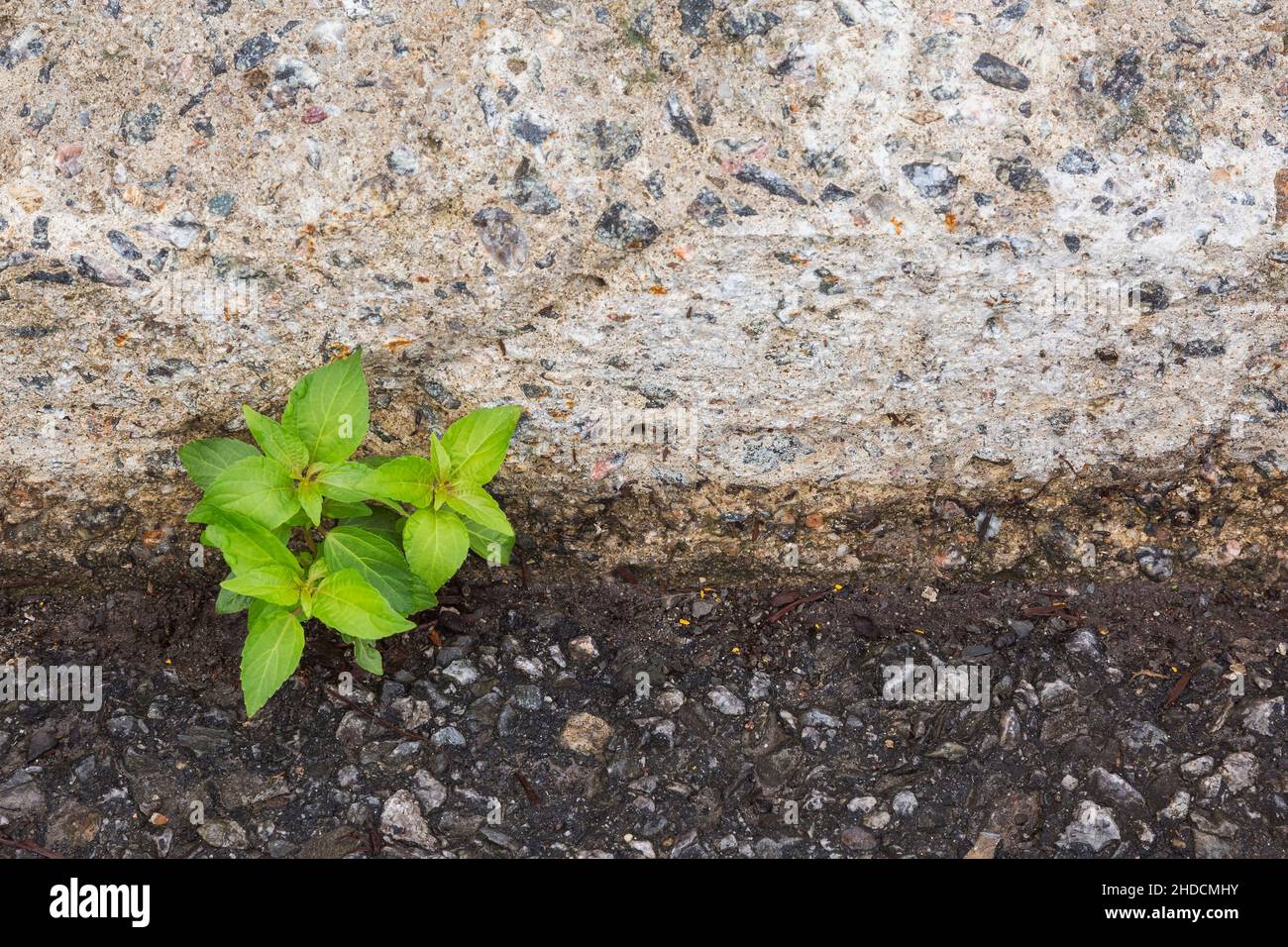Grüne Pflanze wächst in Risse zwischen Zement Bürgersteig Bordsteinkante und Asphalt Parkplatz. Stockfoto
