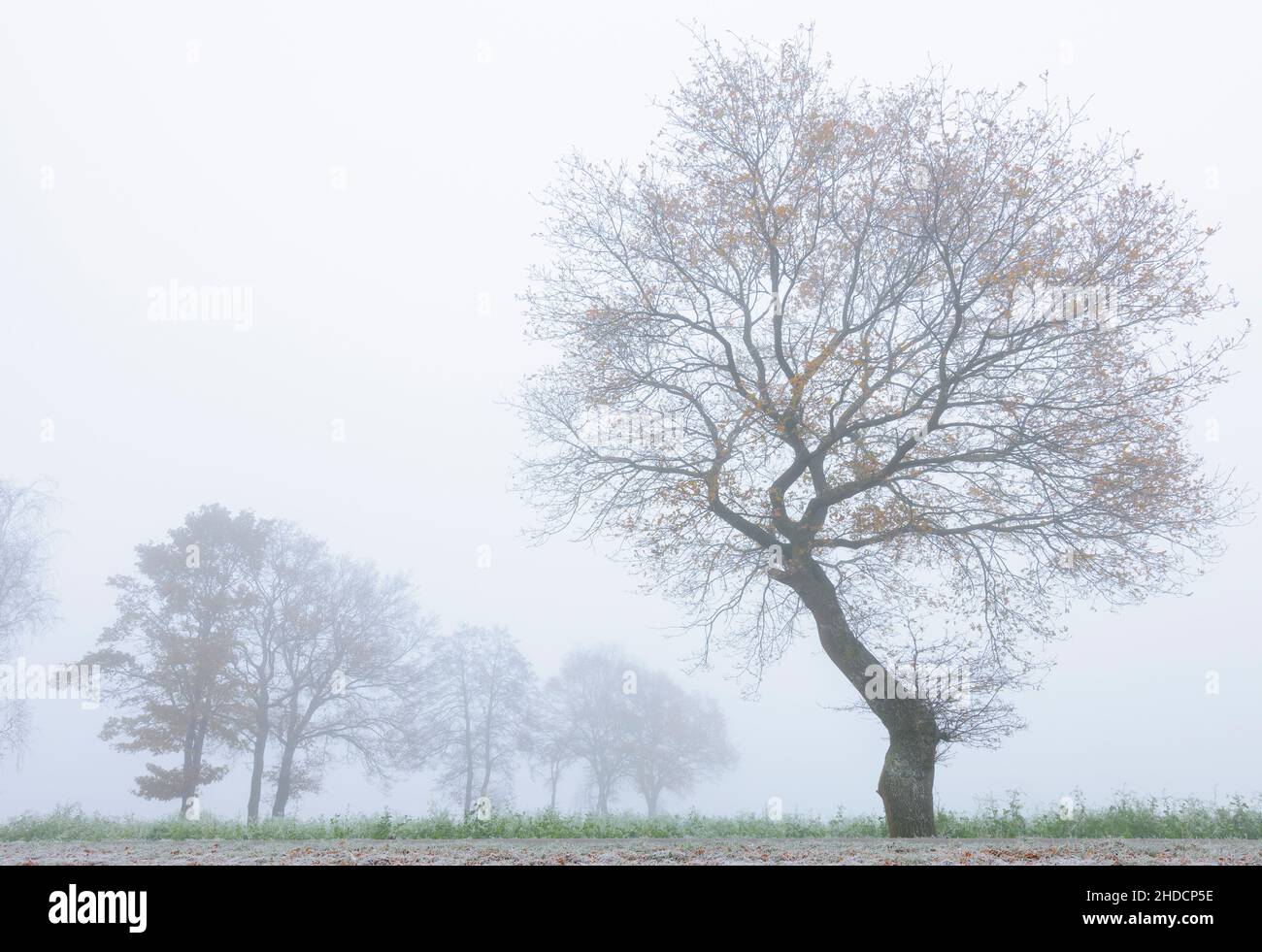 Baum im Nebel, Stockfoto