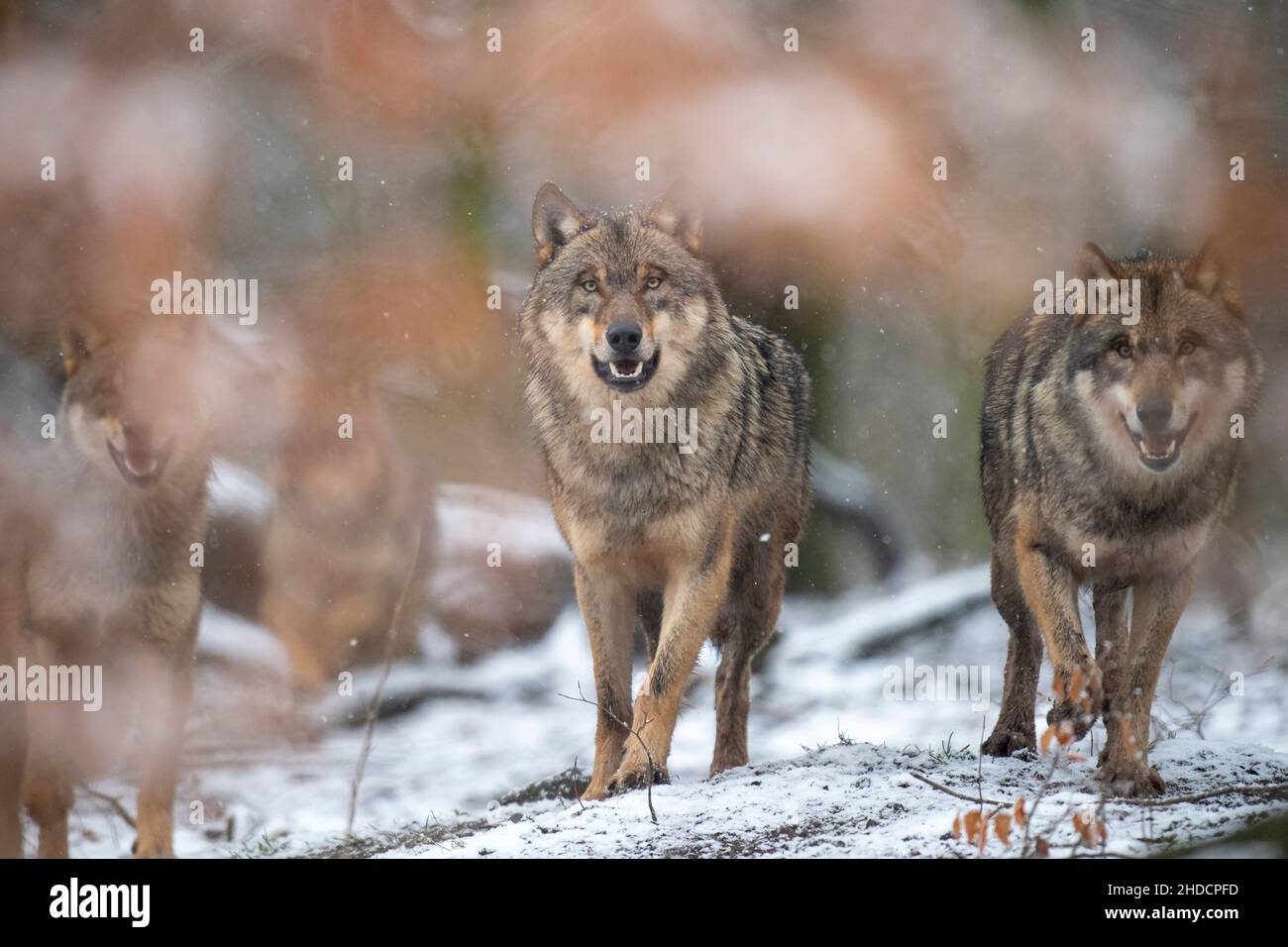 Zwei Woelfe auf Nahrungssuche, Winter, Finnland, (Canis lupus), Stockfoto