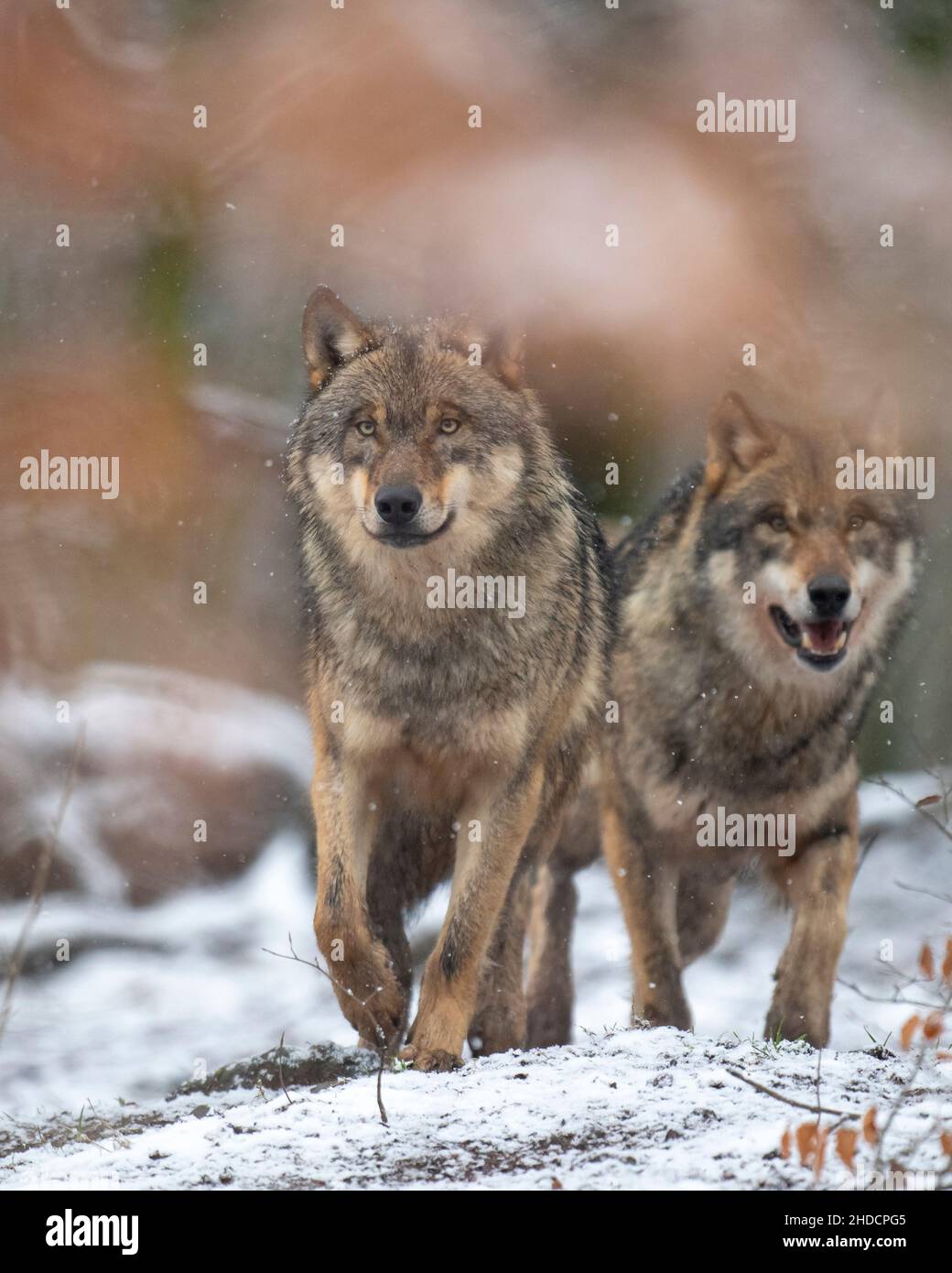 Zwei Woelfe auf Nahrungssuche, Winter, Finnland, (Canis lupus), Stockfoto