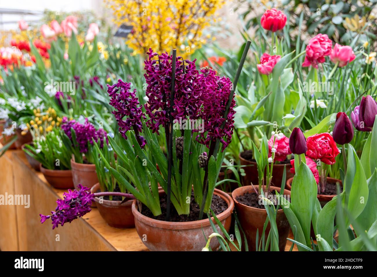 Lila Hyazinthe Woodstock blüht im April in einem Garten. Hyacinthus orientalis Stockfoto