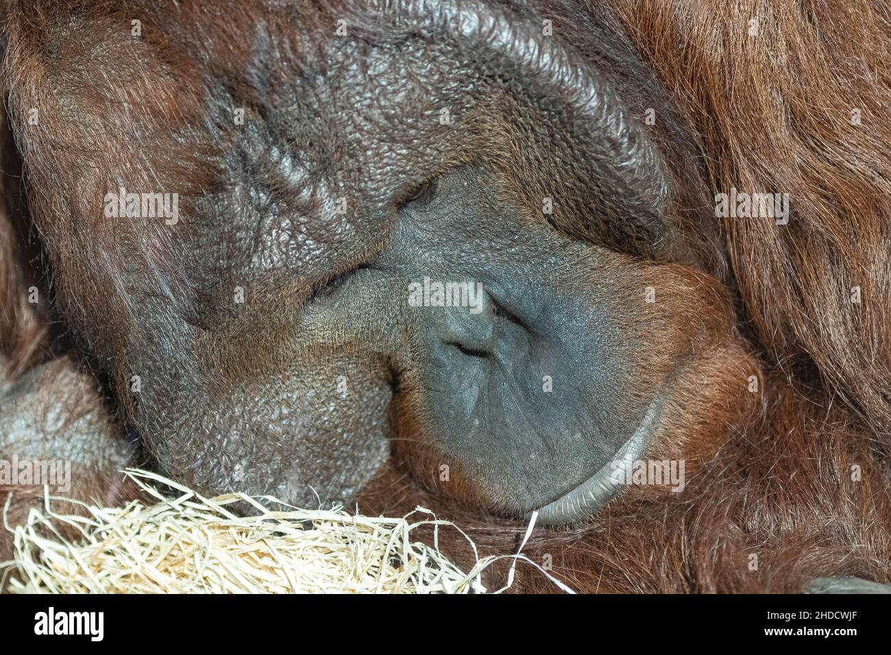 Ein Orang-Utan-Weibchen, Porträt des Kopfes Stockfoto