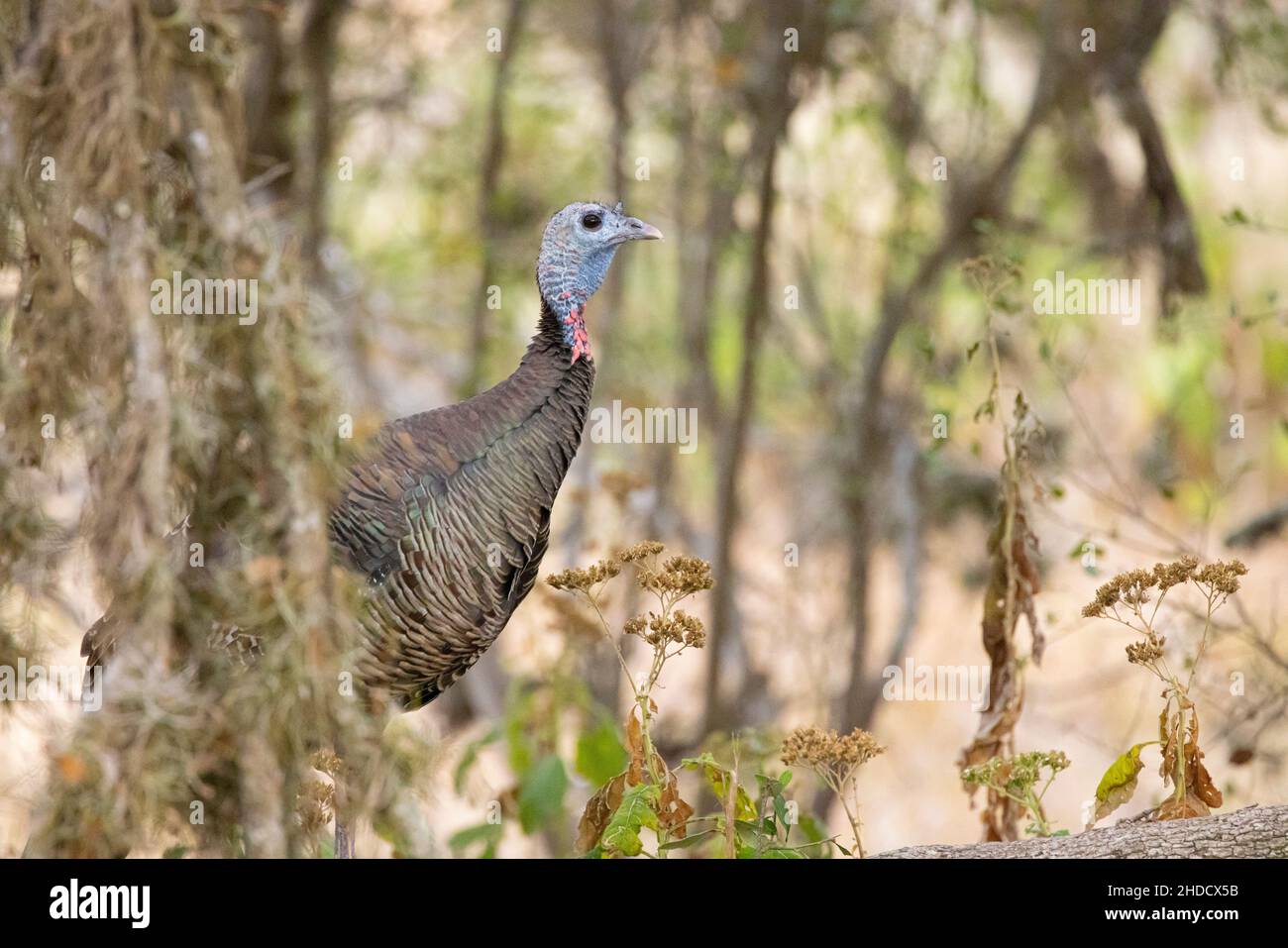 Wilde türkei; Meleagris galopavo; Herbst; Block Creek Natural Area; Texas; Hill Country Stockfoto