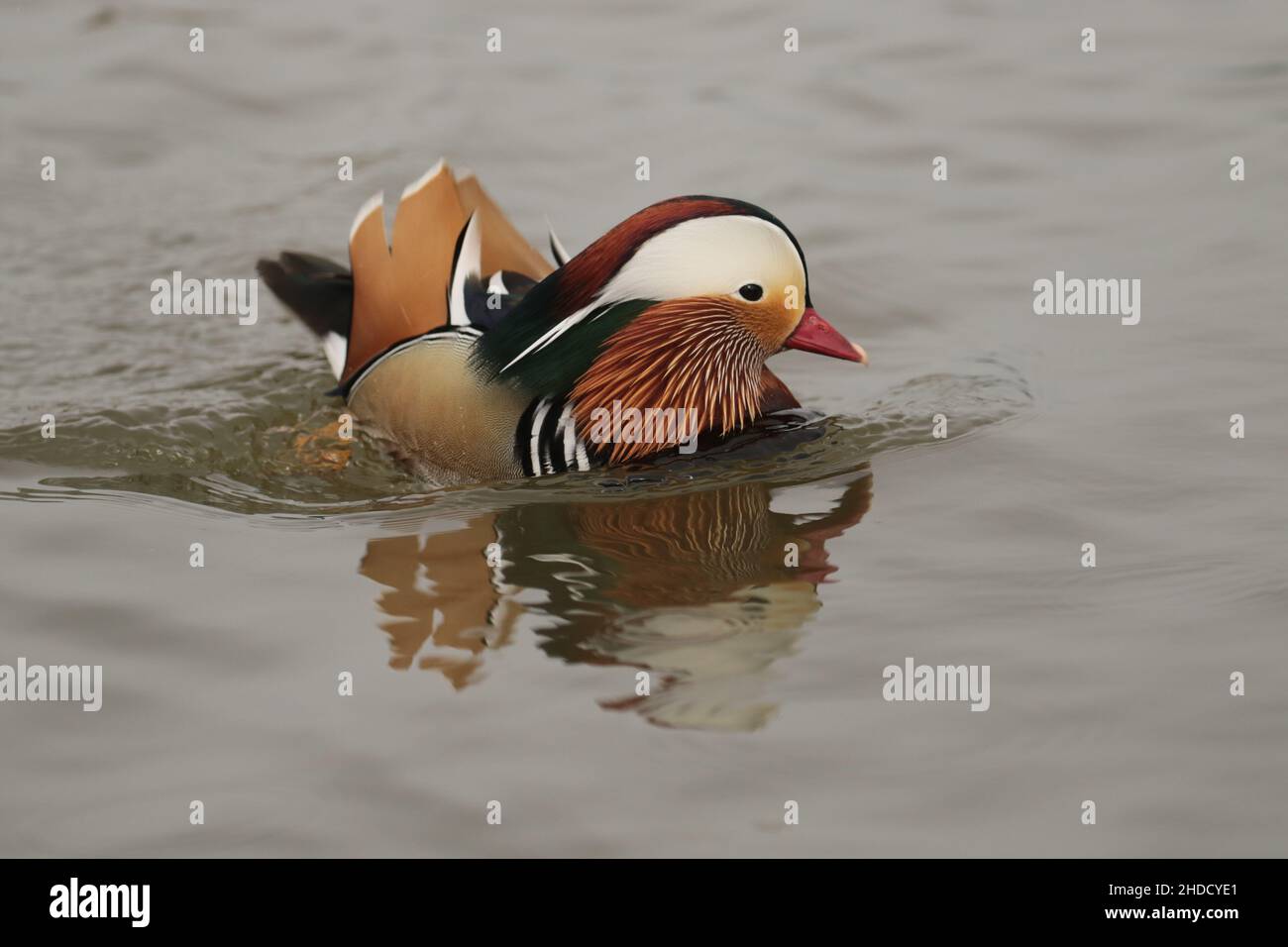 Schwimmen Mandarin Ducks Stockfoto