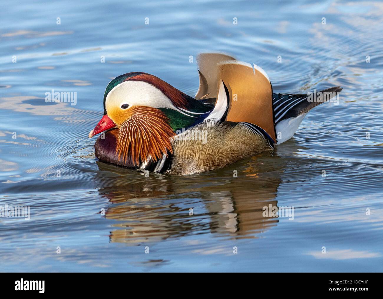 Schwimmen Mandarin Ducks Stockfoto