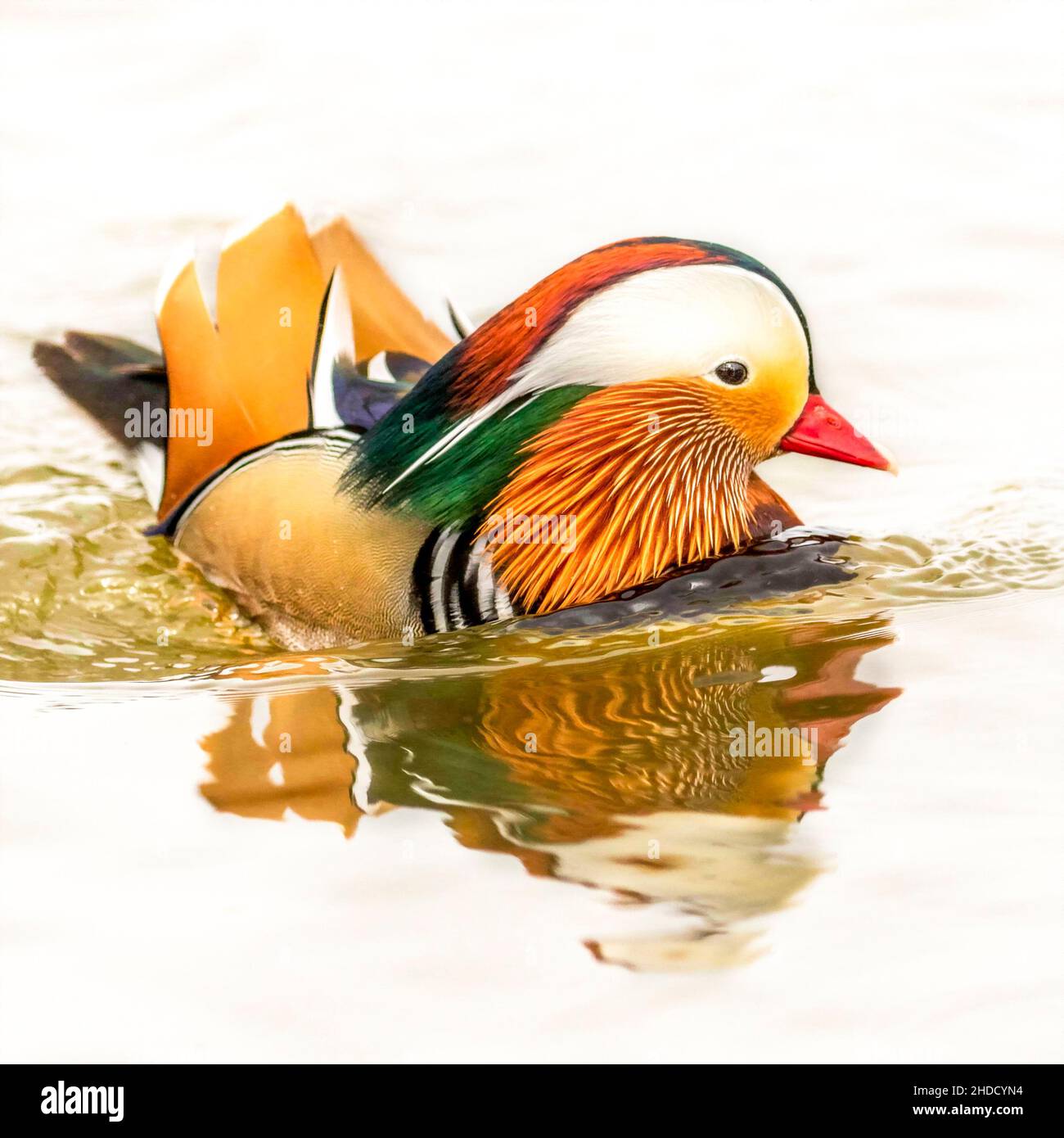 Schwimmen Mandarin Ducks Stockfoto