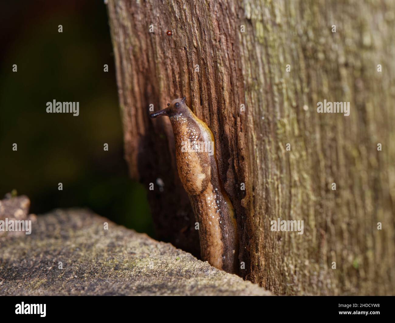 Dunkle Bodenschnecke (Arion owenii), die nachts in einem Gartenzaun einen Spalt bildet, Wiltshire, Großbritannien, Oktober. Stockfoto