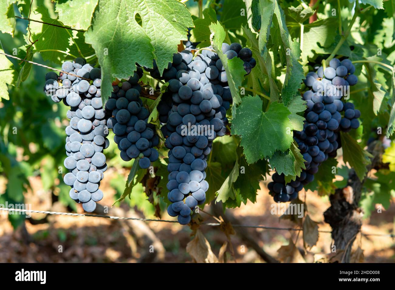 Trauben von Rotwein merlot Trauben reifen auf grünen Weinbergen in Campo  Soriano in der Nähe von Terracina, Latium, Italien Stockfotografie - Alamy