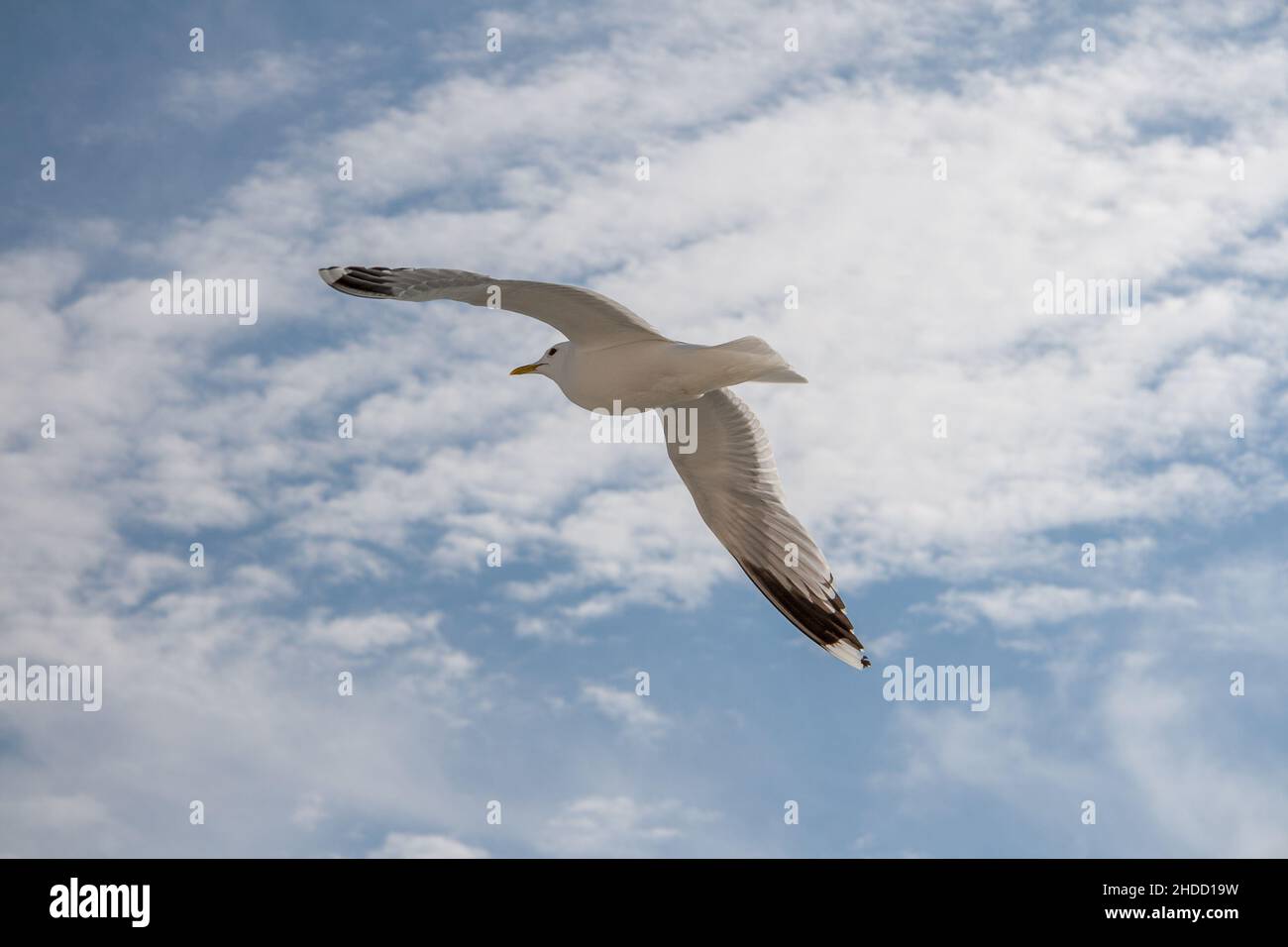 Möwe im Flug gegen einen hellen Himmel. Von der Cunard Queen Elizabeth Richtung Stockholm. Stockfoto