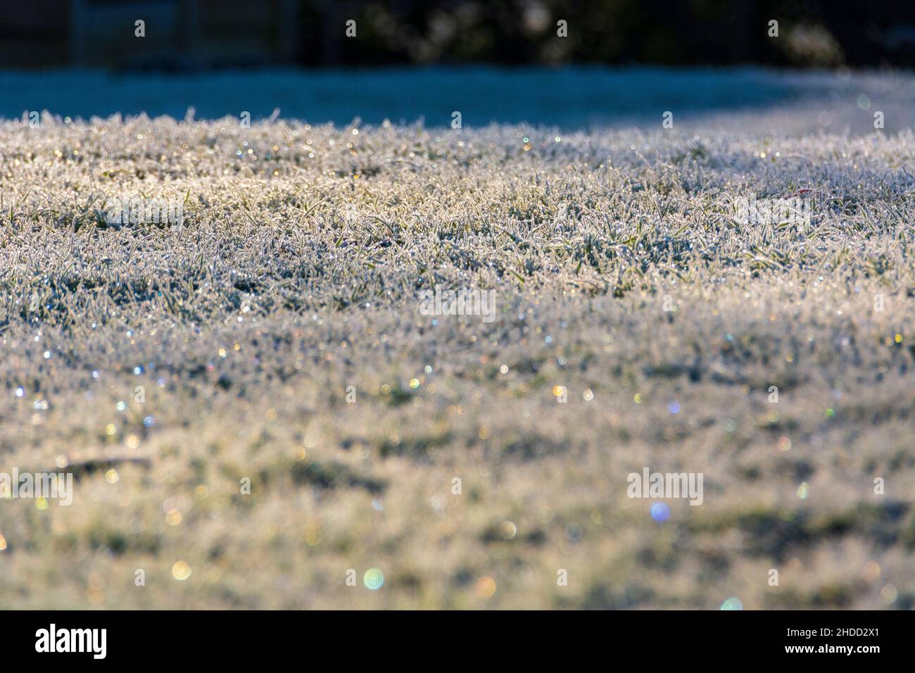 Glitzernder Frost bedeckt Gras an einem Wintermorgen Stockfoto