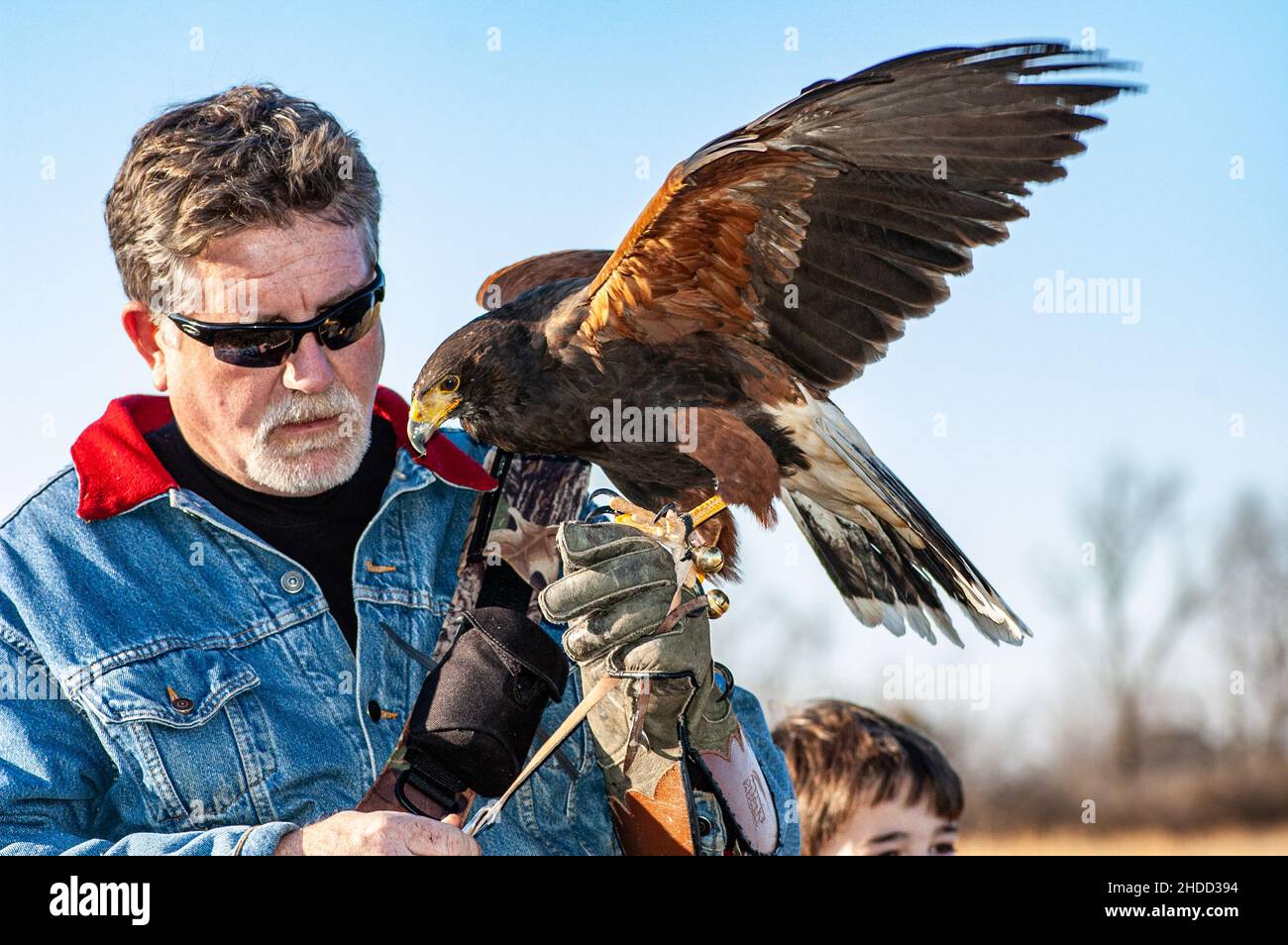 Harris' Hawk (Parabuteo unicincus) mit auf dem Handschuh des Besitzers ausgebreiteten Flügeln bei einem Treffen der Virginia Falconers. Stockfoto