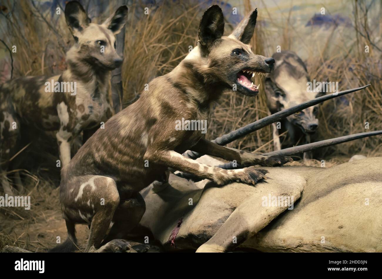 Nahaufnahme von wilden Hunden mit einem frischen Abtöten eines Oryx in der Stockfoto
